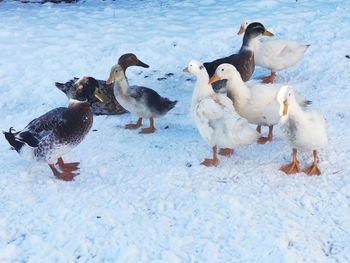High angle view of birds in water