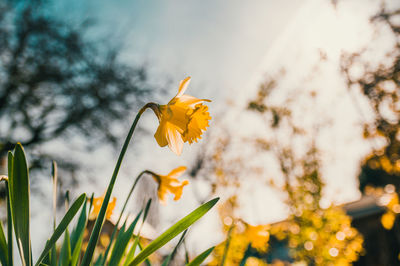 Close-up of yellow flowering plant