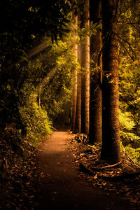 View of illuminated trees