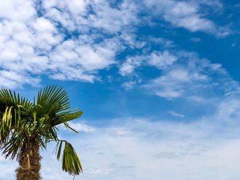 Low angle view of palm tree against sky