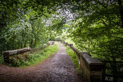 Walkway amidst trees in forest