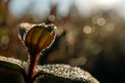 Close-up of plant