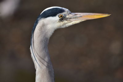 Close-up of bird