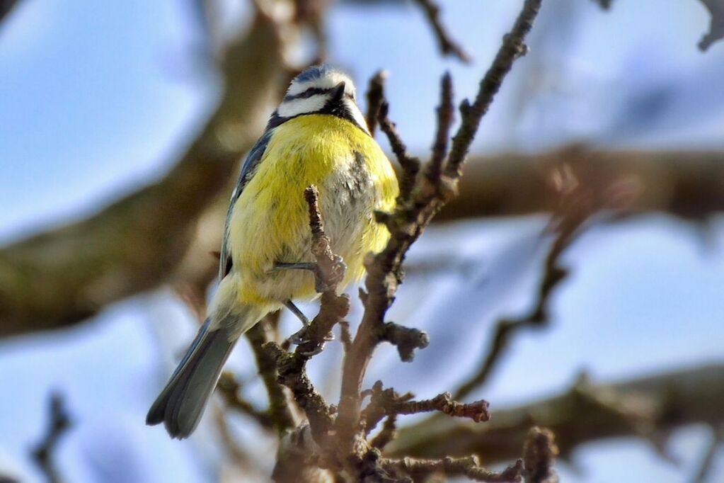 branch, animal themes, tree, bird, one animal, animals in the wild, focus on foreground, wildlife, perching, nature, low angle view, close-up, selective focus, growth, twig, outdoors, day, beauty in nature, no people, full length