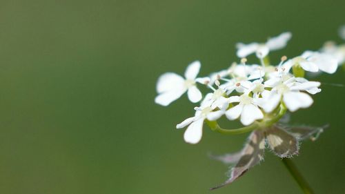 Close-up of white flowers