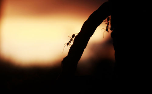 Close-up of silhouette person holding orange against sky during sunset