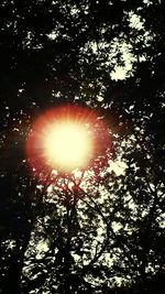 Low angle view of silhouette trees in forest against sky