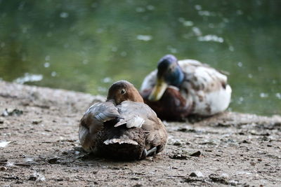 Ducks on rock at lakeshore