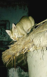 Close-up of a cat sleeping