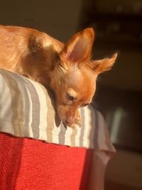 Close-up of a dog sleeping at home