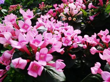 Close-up of pink flowers