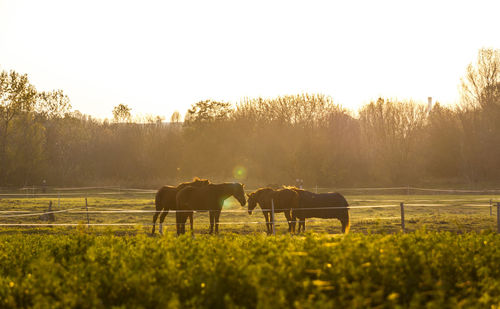 Horses grazing in a field