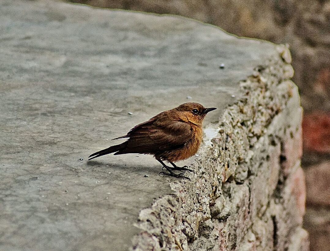 CLOSE-UP OF SPARROW PERCHING OUTDOORS