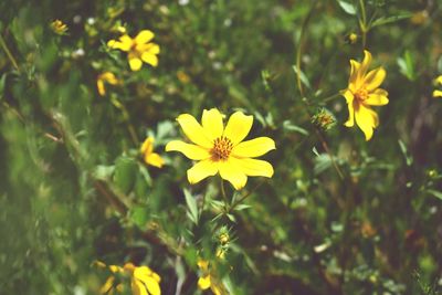 Close-up of yellow flowering plant on field