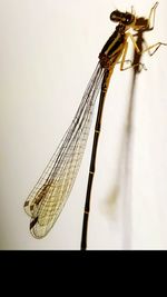 Close-up of dragonfly over white background