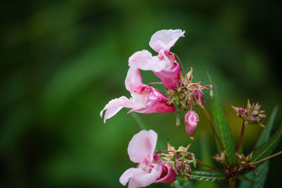 Close-up of pink cherry blossoms