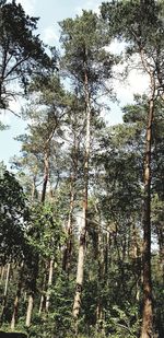 Low angle view of trees in forest against sky