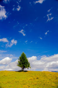 Trees on field against blue sky