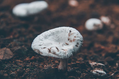 Close-up of mushroom growing on field