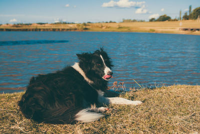 Dog relaxing on a land