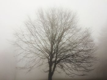 Bare tree against sky