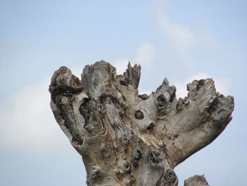 Low angle view of dead tree against sky