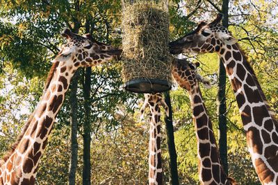 Giraffe in zoo