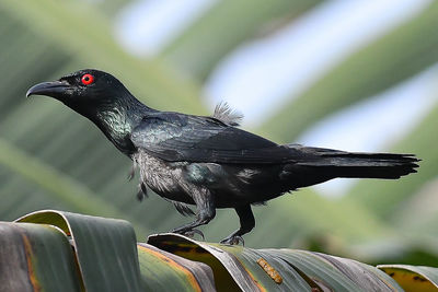Close-up of bird perching on leaf