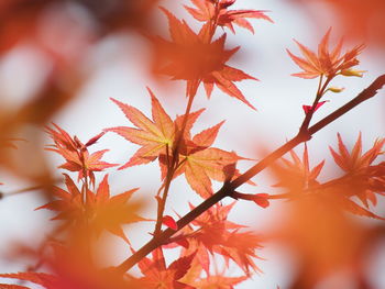 Close-up of autumnal leaves against sky