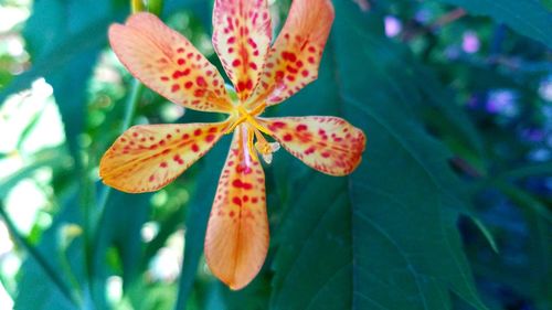 Close-up of orange leaves on plant