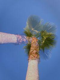 Low angle view of palm tree against clear blue sky