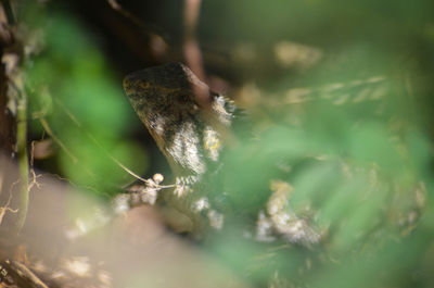 Close-up of lizard on leaf