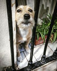 Close-up portrait of dog