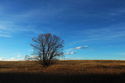 Bare tree on field against blue sky