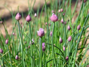 Close-up of purple flowering plants on field