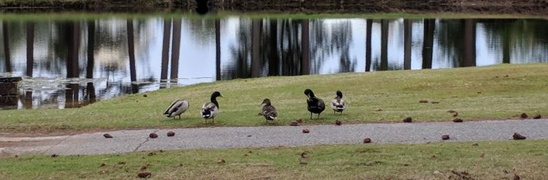 View of birds on field