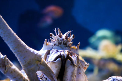 Close-up of crab on beach