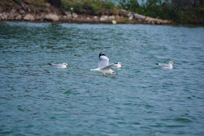 Swans swimming in lake