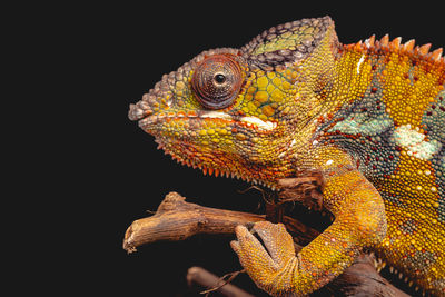 Close-up of an chameleon over black background