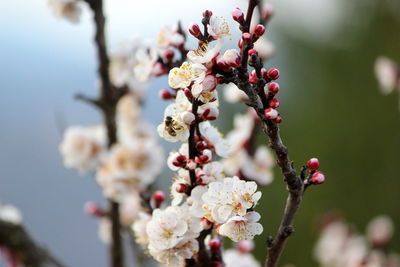 Close-up of cherry blossoms on tree