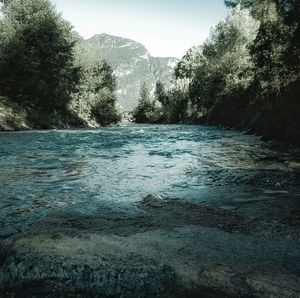 Scenic view of river amidst trees against sky