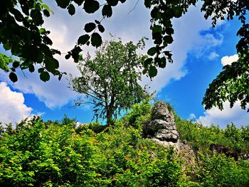 Low angle view of trees against sky