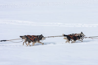 Dog standing on snow covered land