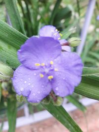 Close-up of flower blooming outdoors