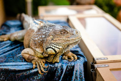 Close-up of a lizard