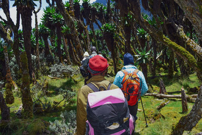 Rear view of people walking in forest at rwenzori mountains, uganda 