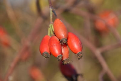 Close-up of red berries on tree