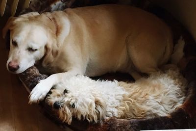 Dog sleeping on couch