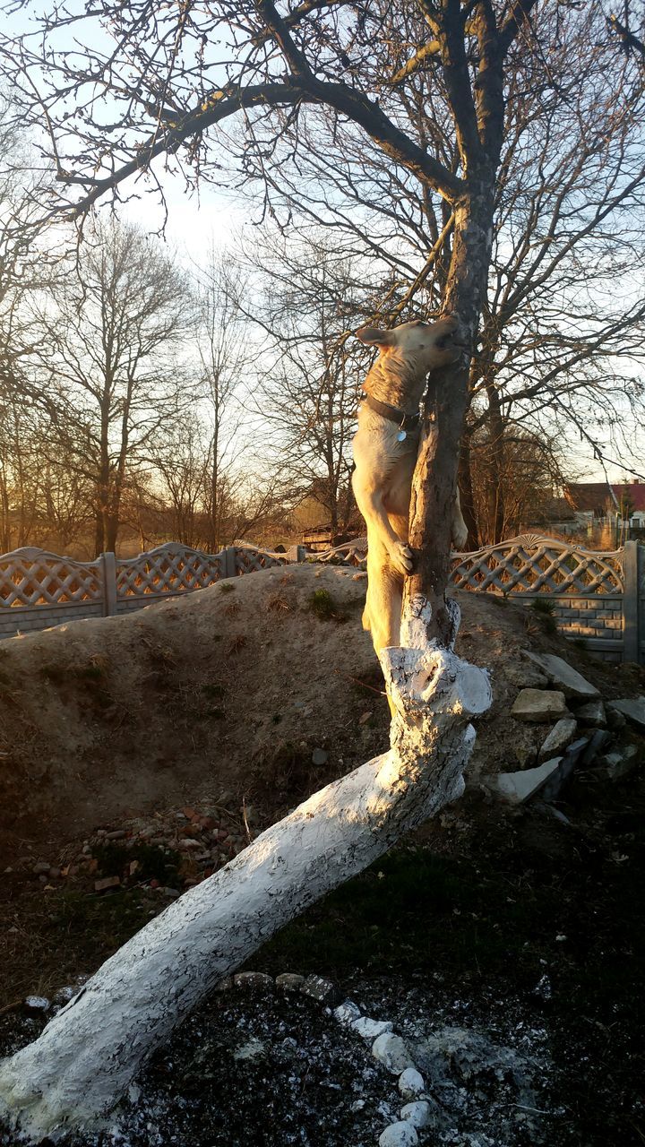 WOMAN STANDING IN TREE