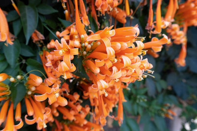 Close-up of orange flowering plants